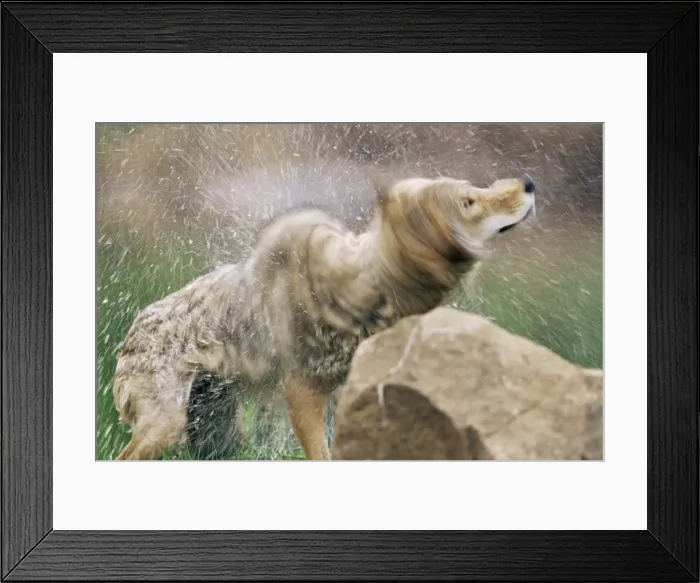 Framed Print : Coyote (Canis latrans) Framed Print : Coyote (Canis latrans)