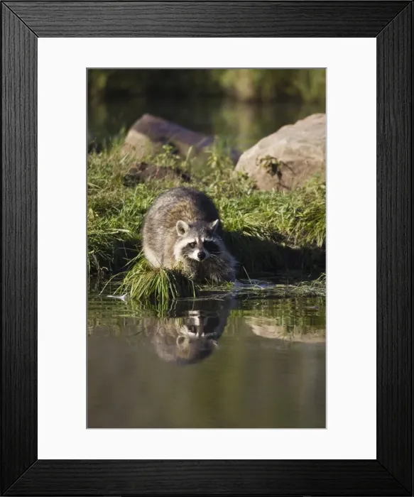 Framed Print : Raccoon (racoon) (Procyon lotor) at waters edge with reflection
