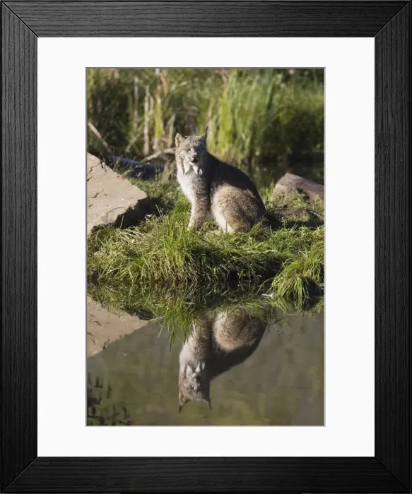 Framed Print : Lynx (Lynx canadensis) reflected sitting at waters edge Framed Print : Lynx (Lynx canadensis) reflected sitting at waters edge