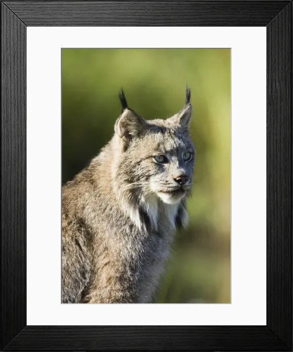 Framed Print : Close-up of a lynx (Lynx canadensis) sitting Framed Print : Close-up of a lynx (Lynx canadensis) sitting
