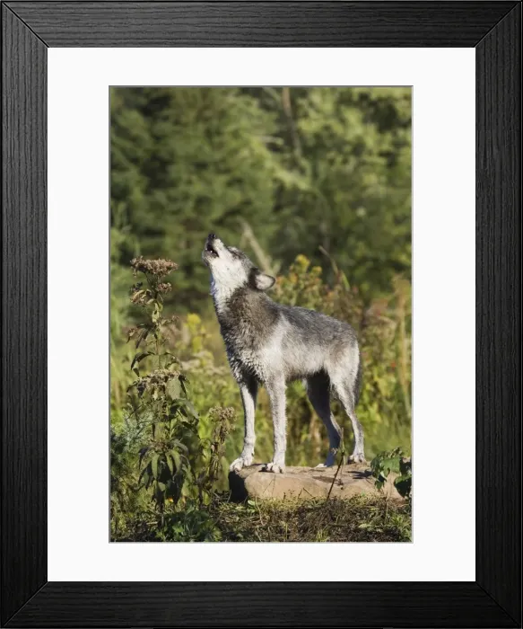Framed Print : Gray wolf (Canis lupus) on a rock Framed Print : Gray wolf (Canis lupus) on a rock