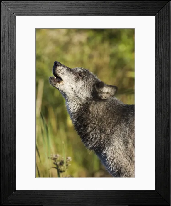 Framed Print : Gray wolf (Canis lupus) howling Framed Print : Gray wolf (Canis lupus) howling