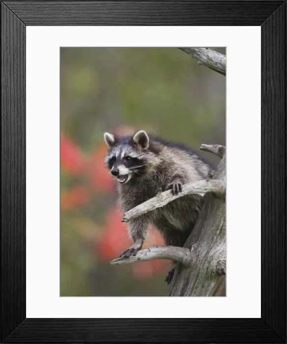 Framed Print : Raccoon (racoon) (Procyon lotor) in a tree with an open mouth Framed Print : Raccoon (racoon) (Procyon lotor) in a tree with an open mouth