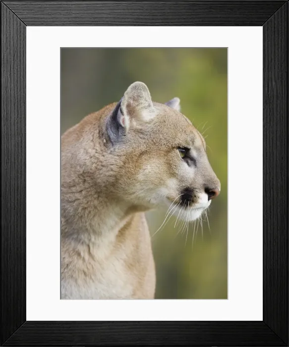 Framed Print : Mountain lion (cougar) (Felis concolor) staring Framed Print : Mountain lion (cougar) (Felis concolor) staring