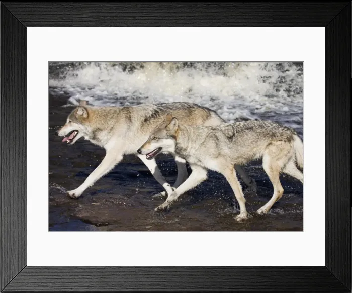 Framed Print : Two gray wolves (Canis lupus) running through water Framed Print : Two gray wolves (Canis lupus) running through water