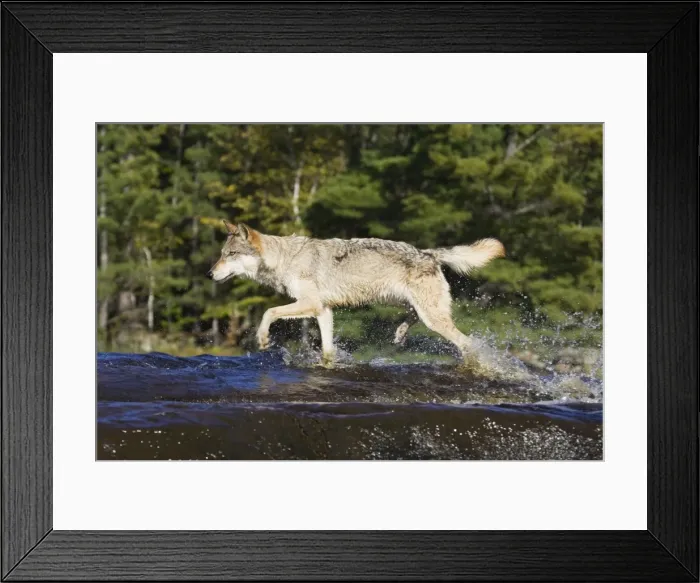 Framed Print : Gray wolf (Canis lupus) running through water Framed Print : Gray wolf (Canis lupus) running through water