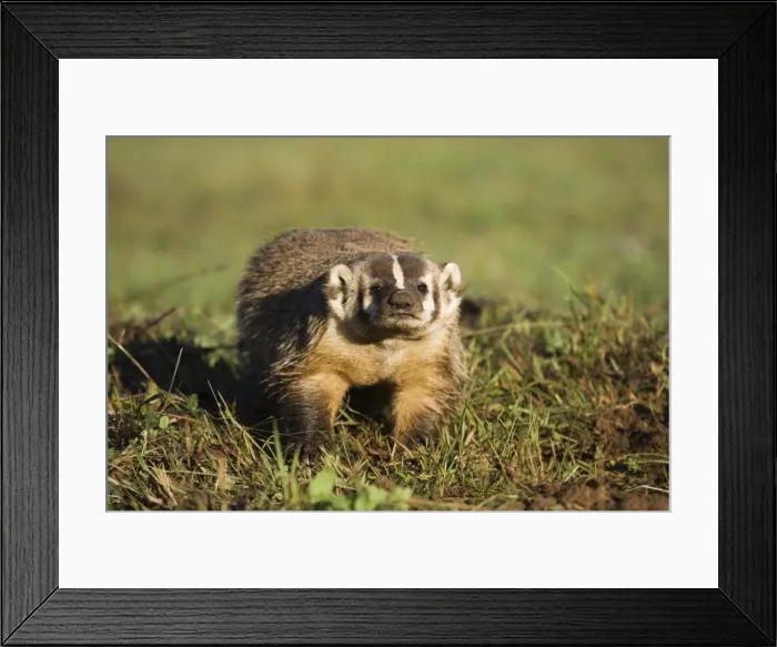 Framed Print : Badger (Taxidea taxus) Framed Print : Badger (Taxidea taxus)