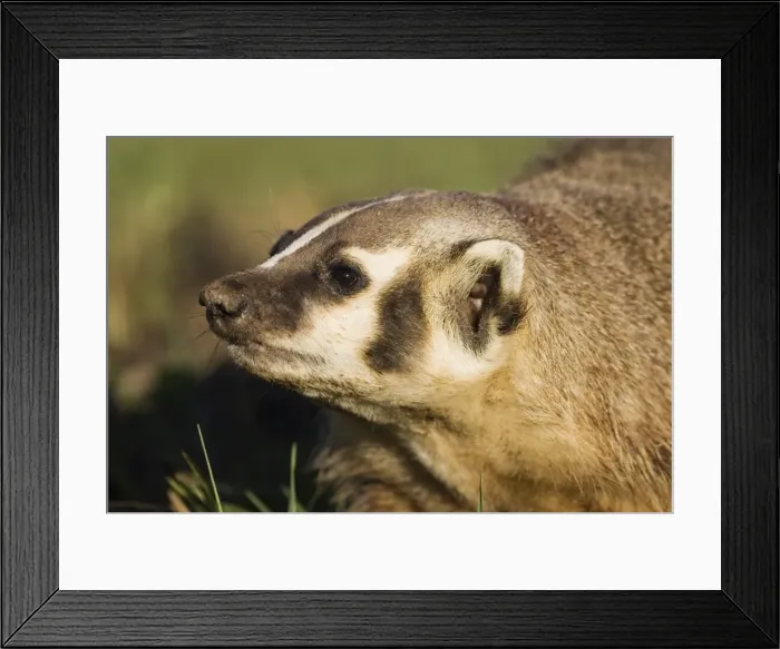Framed Print : Badger (Taxidea taxus) Framed Print : Badger (Taxidea taxus)