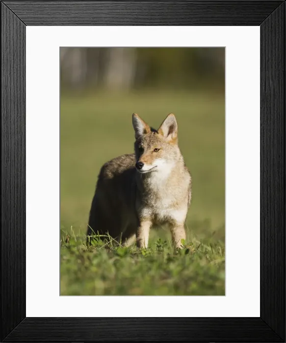 Framed Print : Coyote (Canis latrans) standing Framed Print : Coyote (Canis latrans) standing