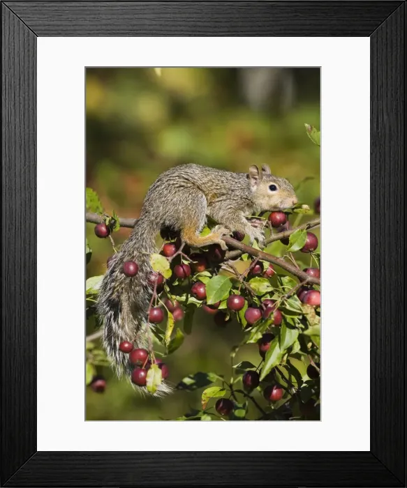 Framed Print : Eastern gray squirrel (Sciurus carolinensis) in a crab apple tree Framed Print : Eastern gray squirrel (Sciurus carolinensis) in a crab apple tree