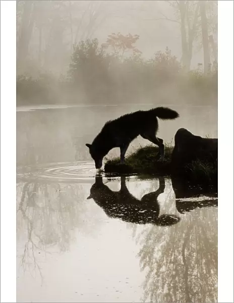 Gray wolf (Canis lupus) drinking in the fog