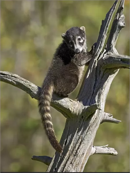 Captive coati (Nasua narica)