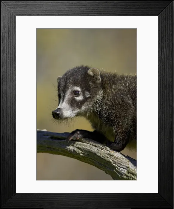 Framed Print : Captive coati (Nasua narica) Framed Print : Captive coati (Nasua narica)
