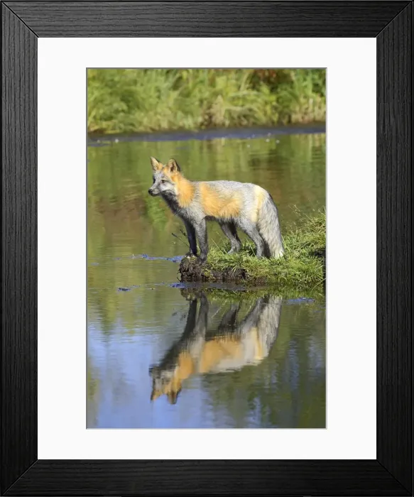 Framed Print : Cross phase red fox Framed Print : Cross phase red fox