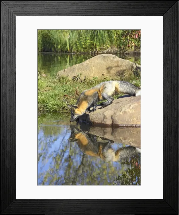 Framed Print : Cross phase red fox Framed Print : Cross phase red fox