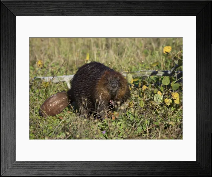 Framed Print : Captive beaver (Castor canadensis) Framed Print : Captive beaver (Castor canadensis)