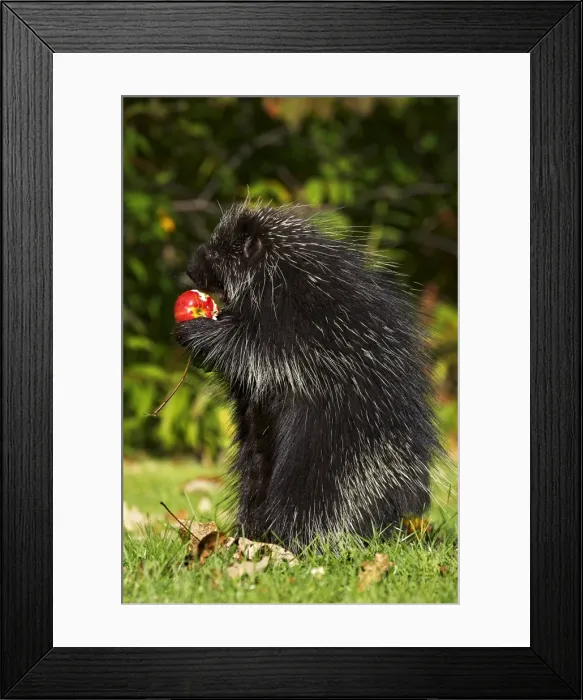 Framed Print : Capitive porcupine Framed Print : Capitive porcupine