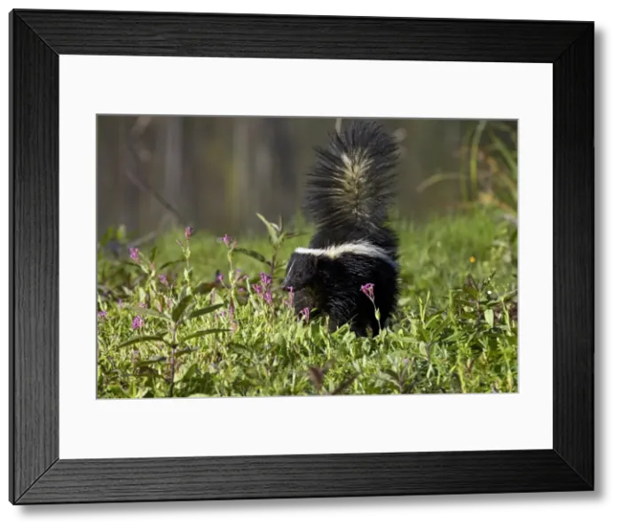 Framed Print : Striped skunk (Mephitis mephitis) with tail up Framed Print : Striped skunk (Mephitis mephitis) with tail up
