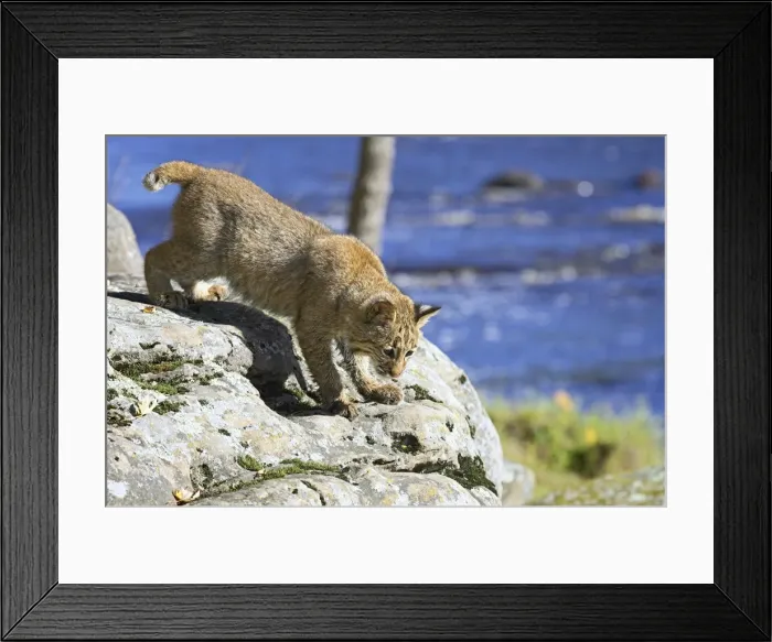 Framed Print : Young bobcat (Lynx rufus) in captivity Framed Print : Young bobcat (Lynx rufus) in captivity
