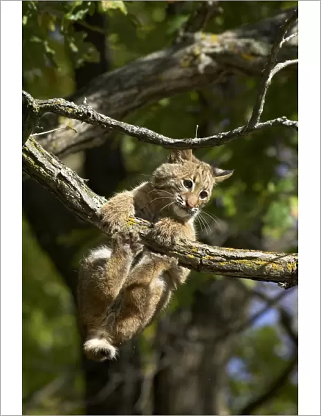 Young bobcat (Lynx rufus) hanging onto a branch