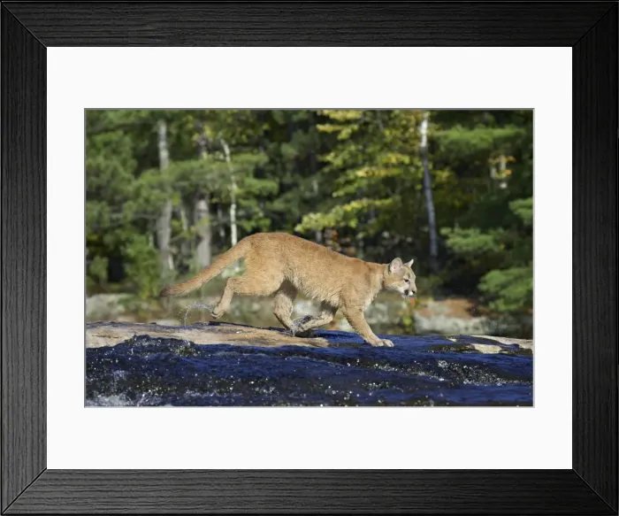 Framed Print : Captive mountain lion (cougar) (Felis concolor) crossing a stream Framed Print : Captive mountain lion (cougar) (Felis concolor) crossing a stream