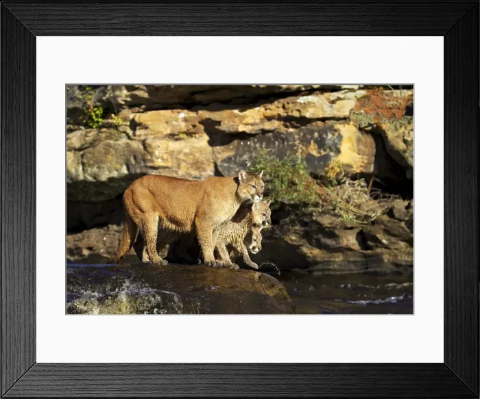 Framed Print : Captive mountain lion mother and two cubs Framed Print : Captive mountain lion mother and two cubs