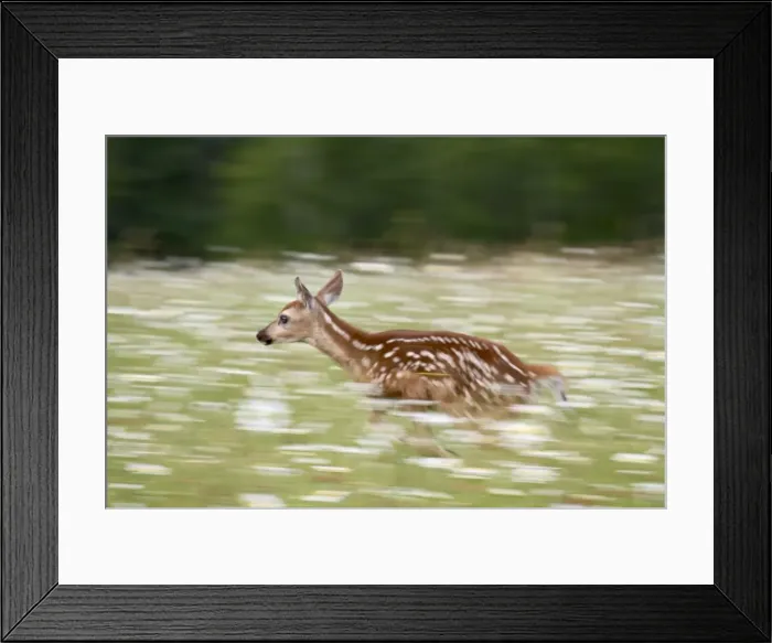 Framed Print : Captive whitetail deer fawn Framed Print : Captive whitetail deer fawn