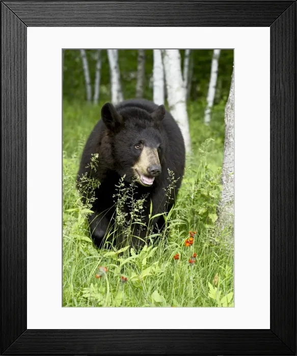 Framed Print : Captive black bear (Ursus americanus) Framed Print : Captive black bear (Ursus americanus)