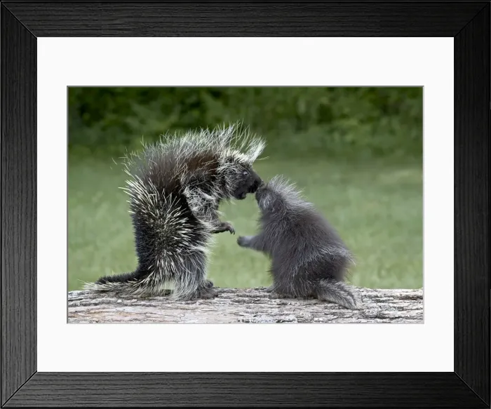 Framed Print : Porcupine (Erethizon dorsatum) in captitvity Framed Print : Porcupine (Erethizon dorsatum) in captitvity