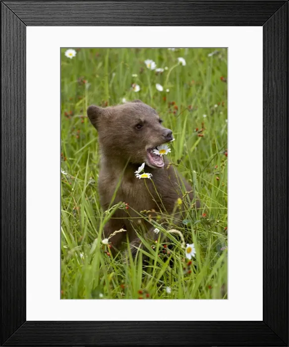 Framed Print : Grizzly bear (Ursus horribilis) cub in captivity Framed Print : Grizzly bear (Ursus horribilis) cub in captivity