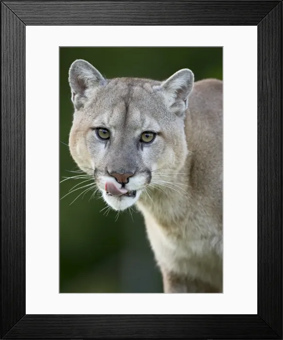 Framed Print : Mountain lion (cougar) (Felis concolor)