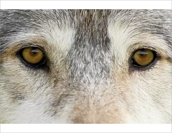 Eyes of a gray wolf (Canis lupus)