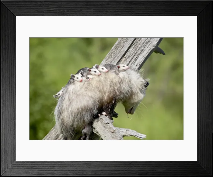 Framed Print : 27471_work Framed Print : 27471_work