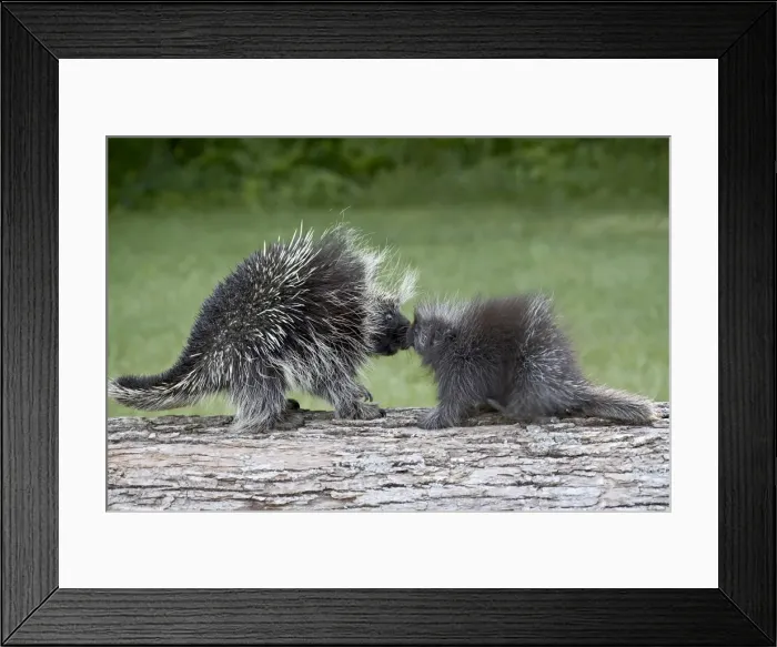Framed Print : 27488_work