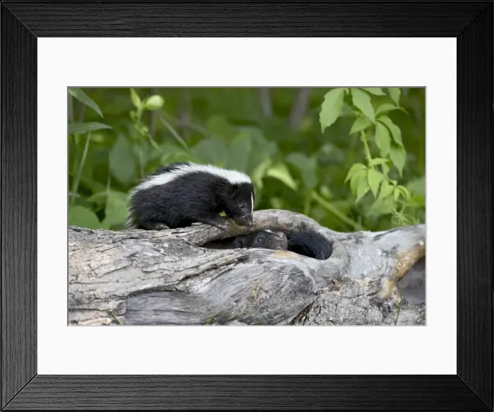 Framed Print : 27540_work Framed Print : 27540_work