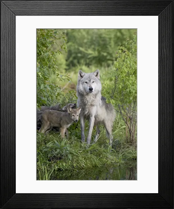 Framed Print : 27559_work