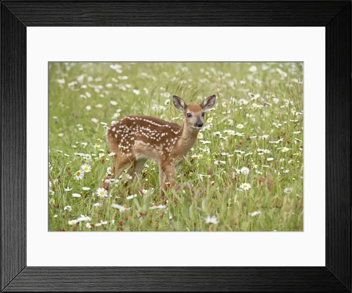 Framed Print : 27576_work Framed Print : 27576_work