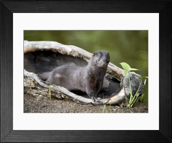 Framed Print : 27588_work Framed Print : 27588_work