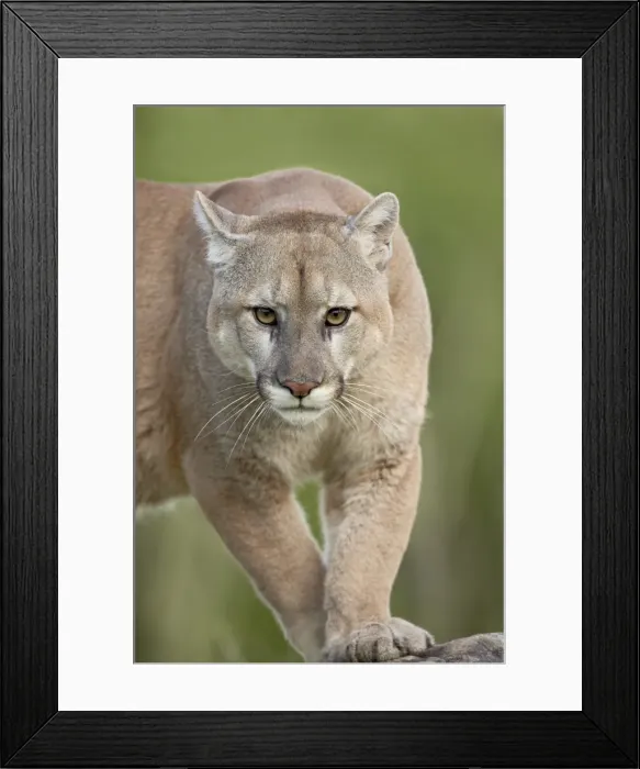 Framed Print : 27637_work Framed Print : 27637_work