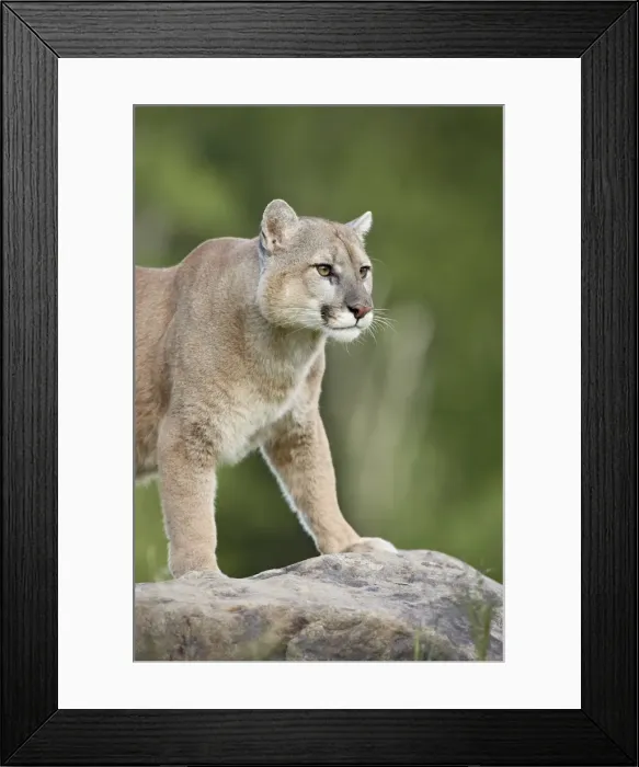 Framed Print : 27639_work Framed Print : 27639_work
