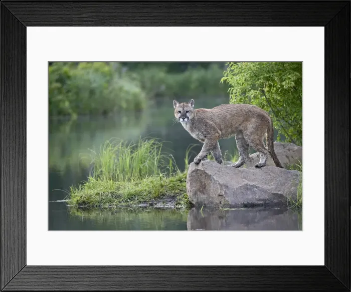 Framed Print : 27649_work Framed Print : 27649_work