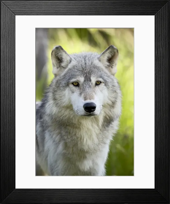Framed Print : 27664_work Framed Print : 27664_work