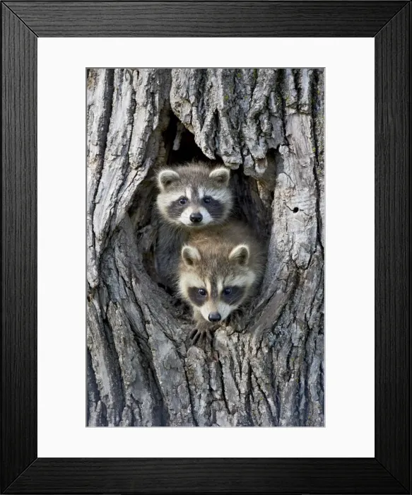 Framed Print : 27704_work Framed Print : 27704_work