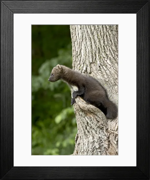 Framed Print : 27432_work Framed Print : 27432_work