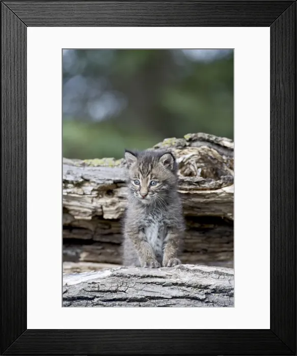 Framed Print : 27479_work Framed Print : 27479_work