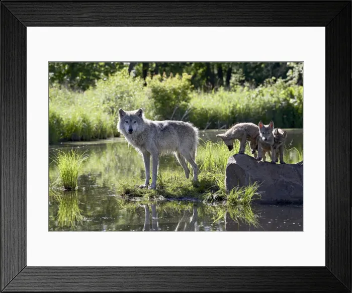 Framed Print : 27524_work
