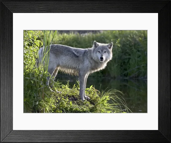 Framed Print : 27555_work Framed Print : 27555_work