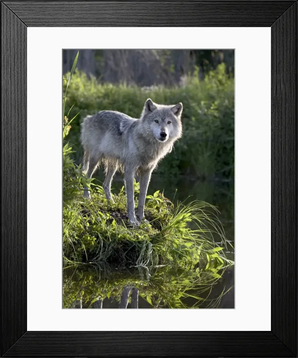 Framed Print : 27556_work Framed Print : 27556_work