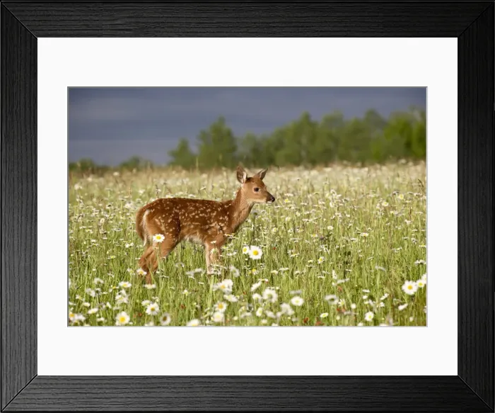 Framed Print : 27569_work