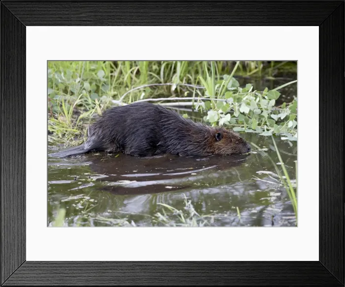 Framed Print : 27594_work Framed Print : 27594_work